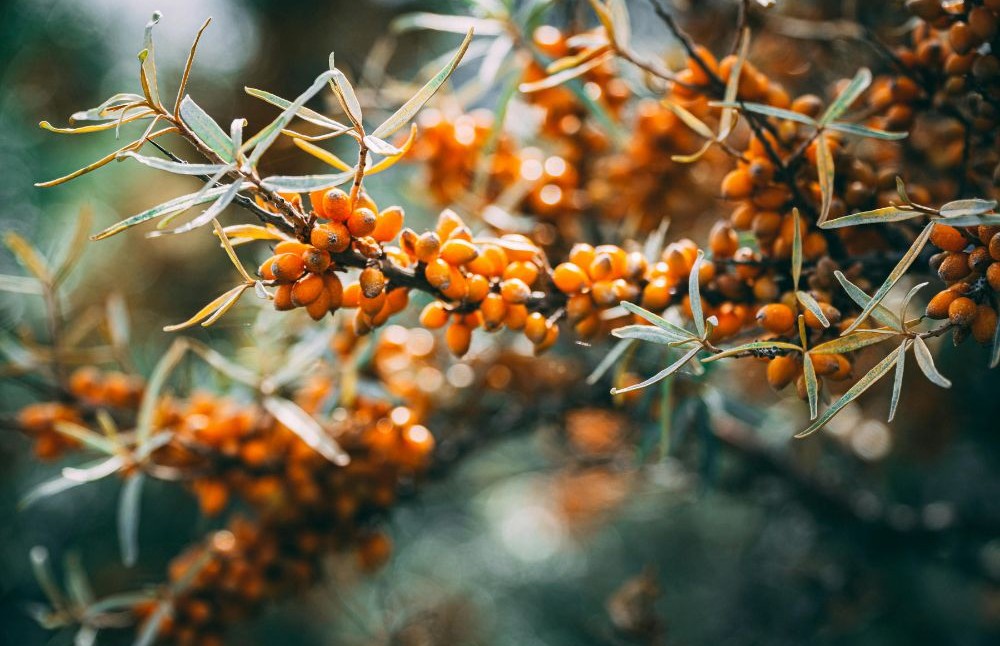 Sea buckthorn branch with ripe orange berries clustered along the stem