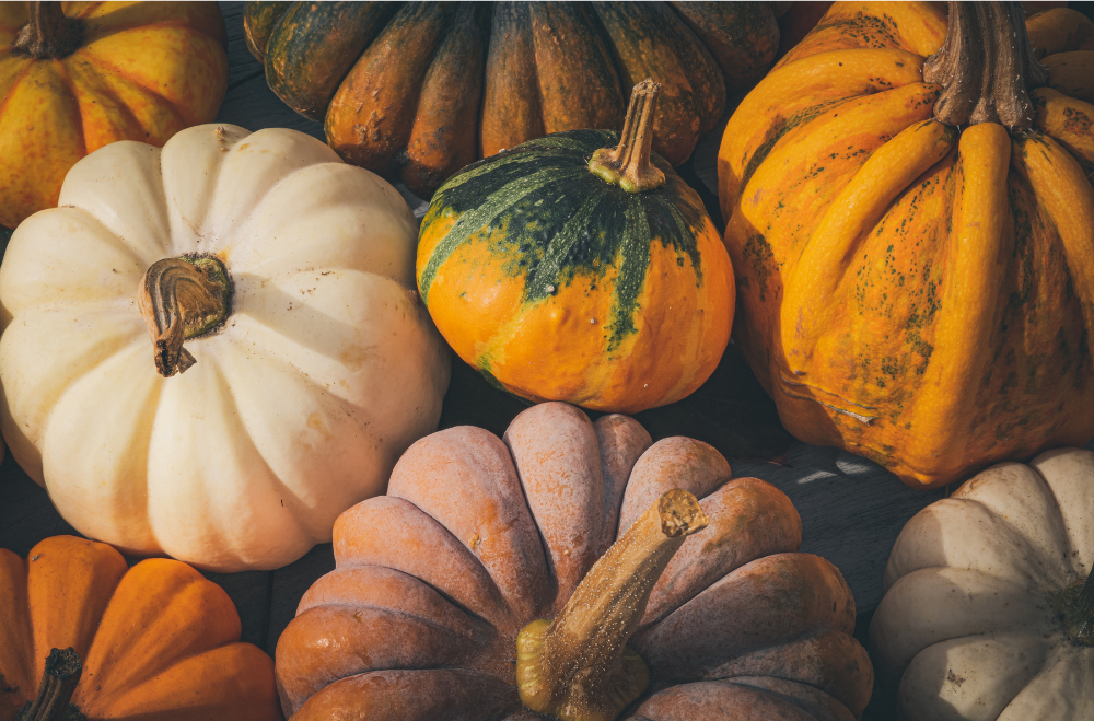 Close-up of white, orange and striped pumpkins in autumn colors
