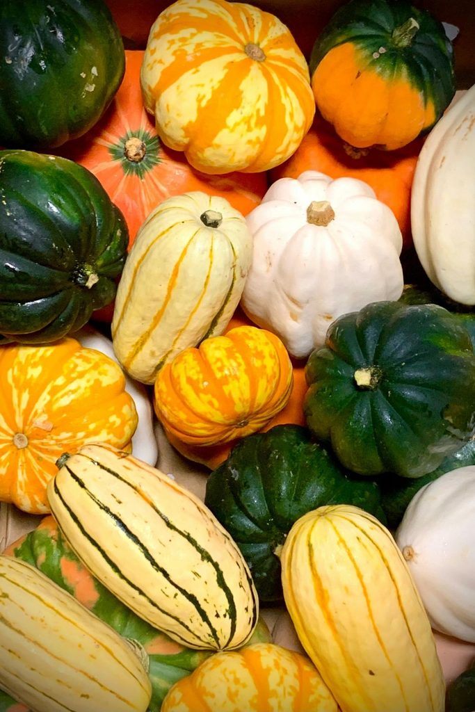 Assortment of striped delicata, acorn and white pumpkins